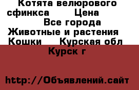 Котята велюрового сфинкса. .. › Цена ­ 15 000 - Все города Животные и растения » Кошки   . Курская обл.,Курск г.